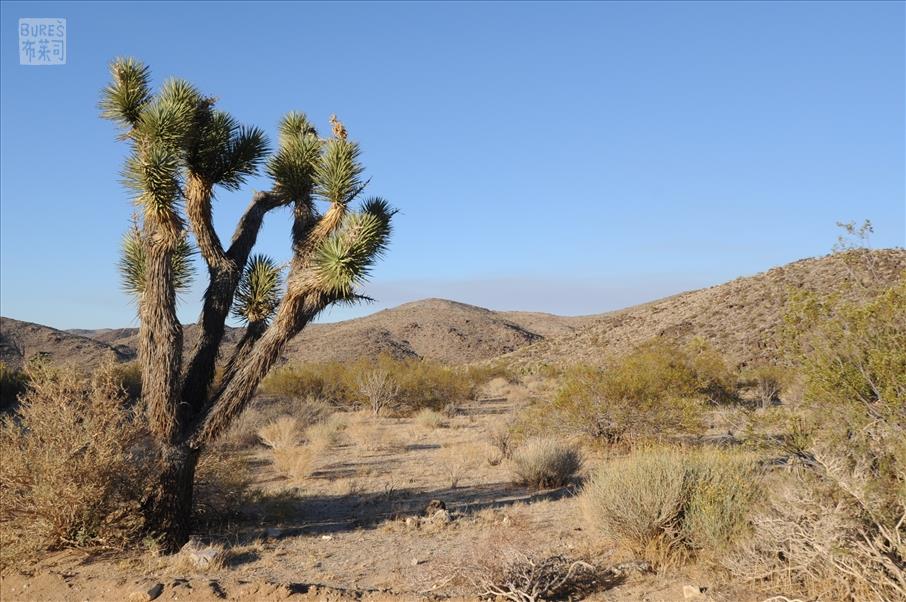 Joshua Tree NP